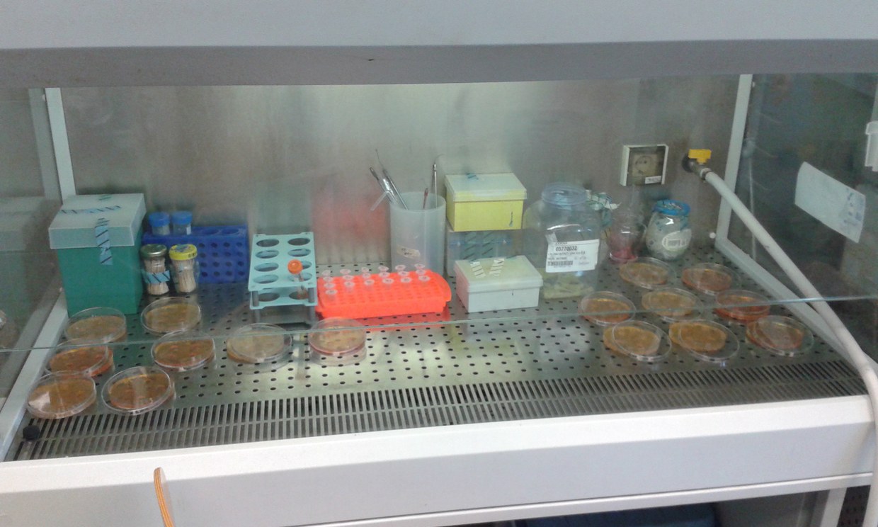 Culture of bacteria in pure and mixed culture using basic techniques