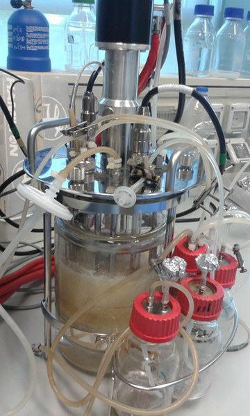 Culture of bacteria in pure and mixed cultures in a benchtop fermenter