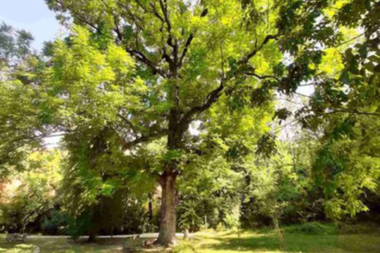 Salvate il noce cenerino: l’Alma Mater lancia un progetto speciale per la cura del suo albero monumentale